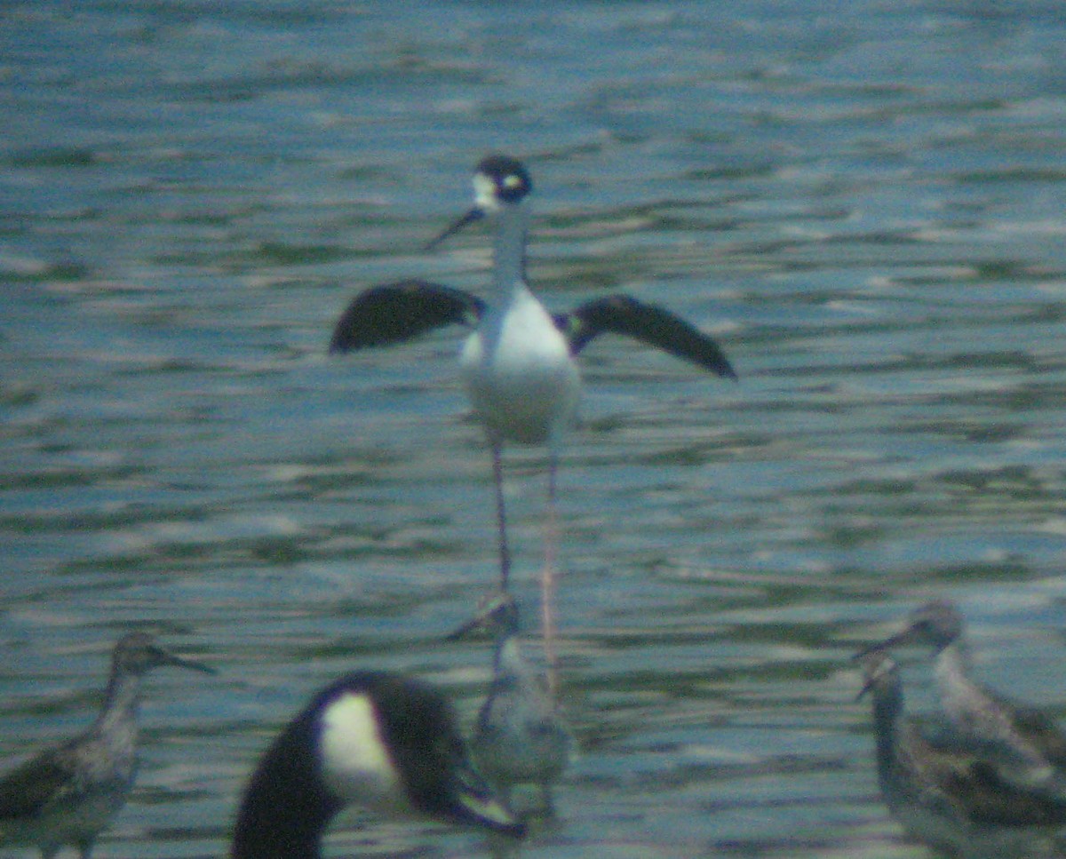 Black-necked Stilt - ML355945601
