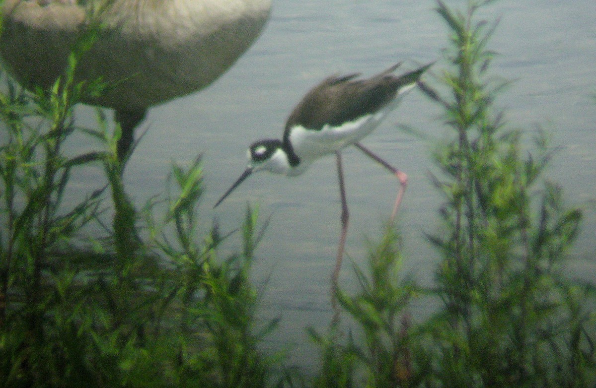 Black-necked Stilt - ML355945631