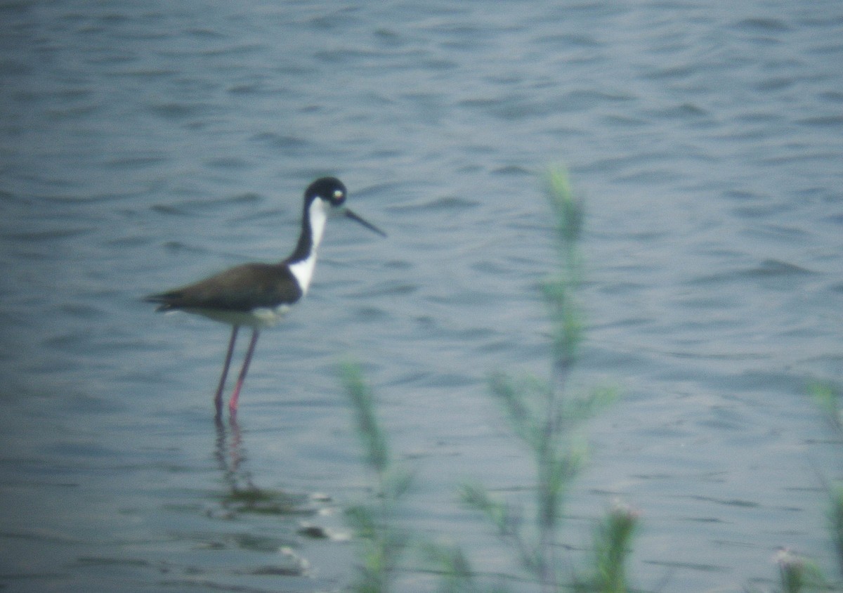 Black-necked Stilt - ML355945641
