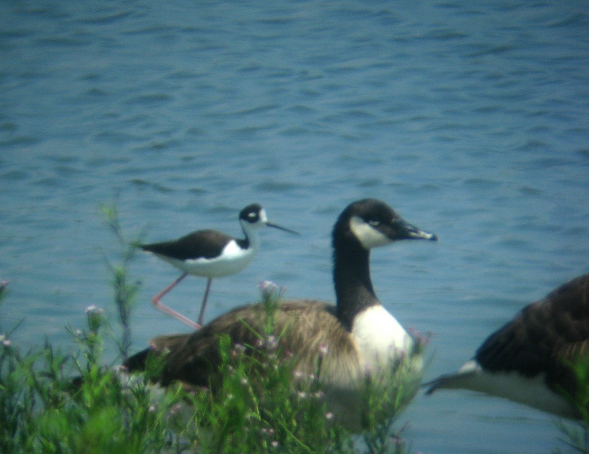 Black-necked Stilt - ML355945651
