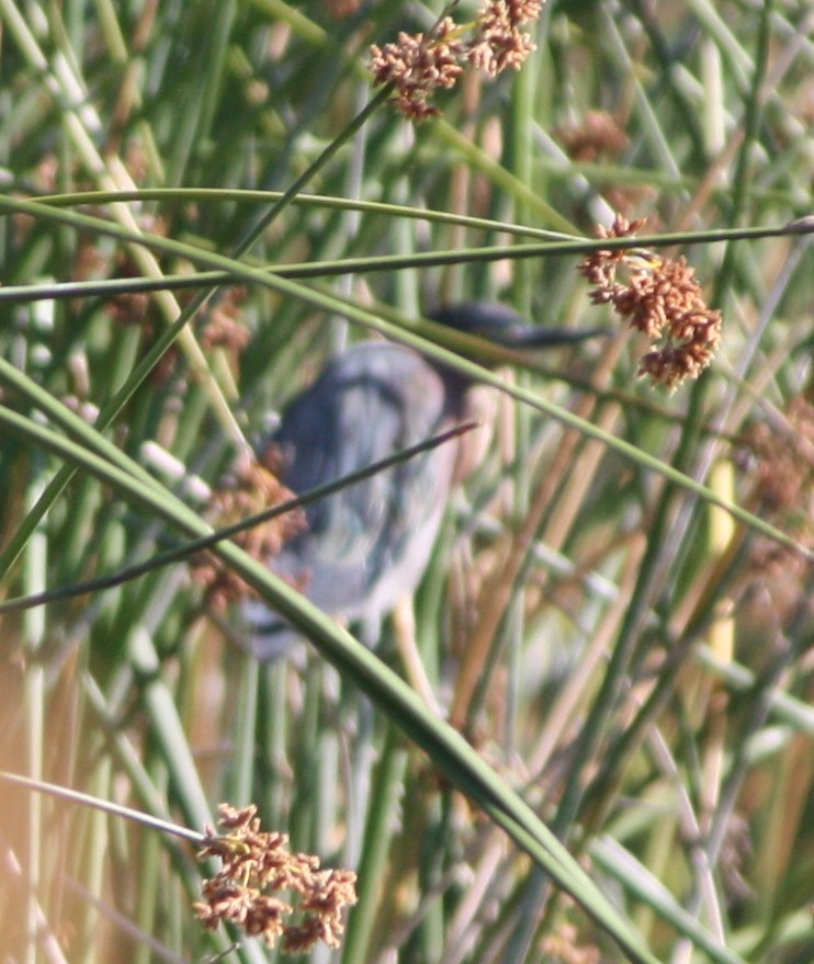 Green Heron (anthonyi) - ML355945731