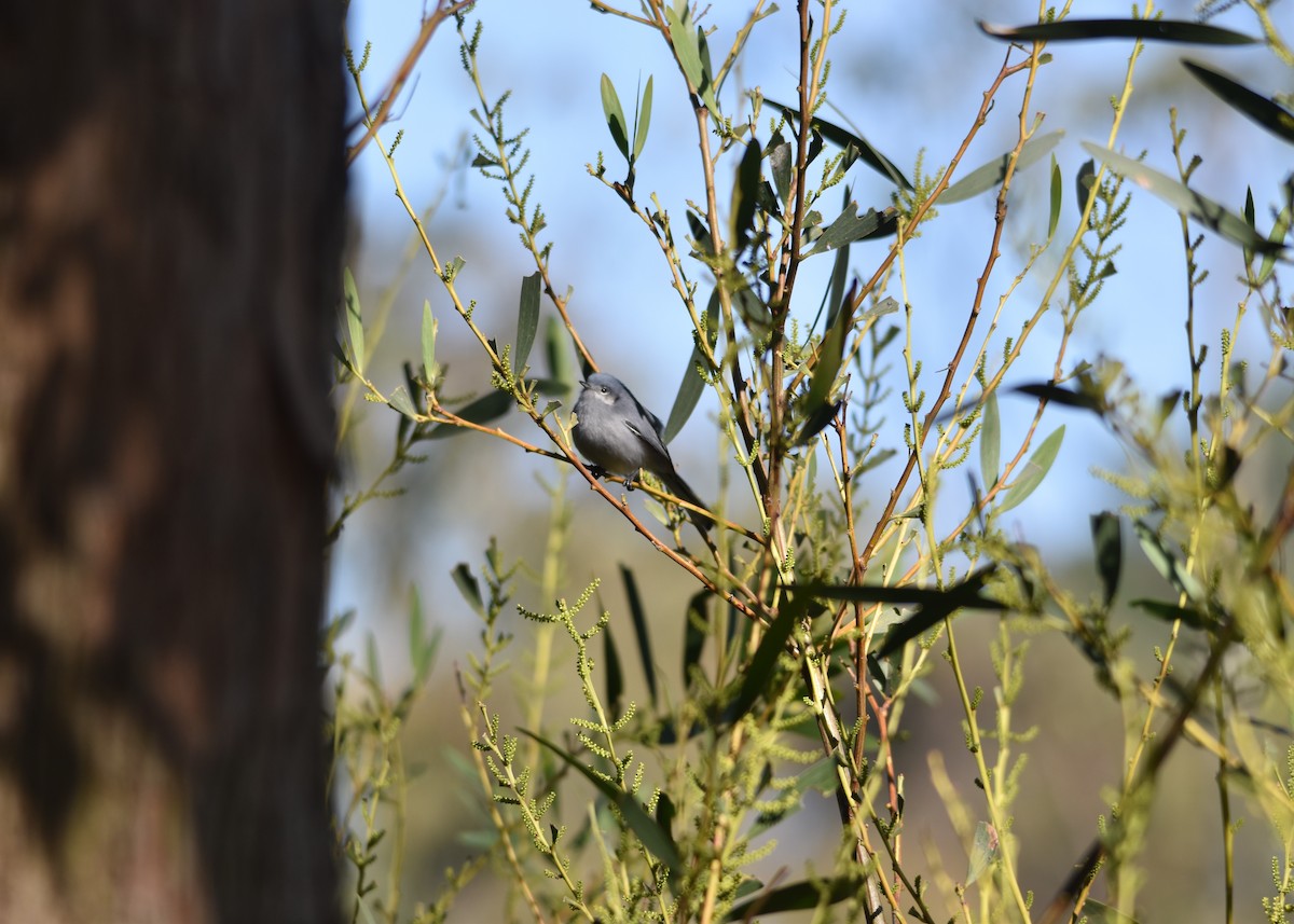 Masked Gnatcatcher - Jorge Ellis