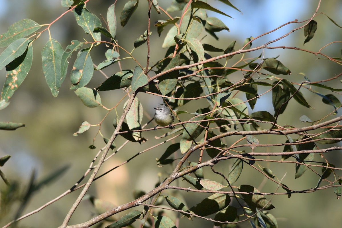 White-crested Tyrannulet (Sulphur-bellied) - Jorge Ellis