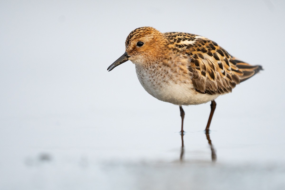 Little Stint - ML355946451