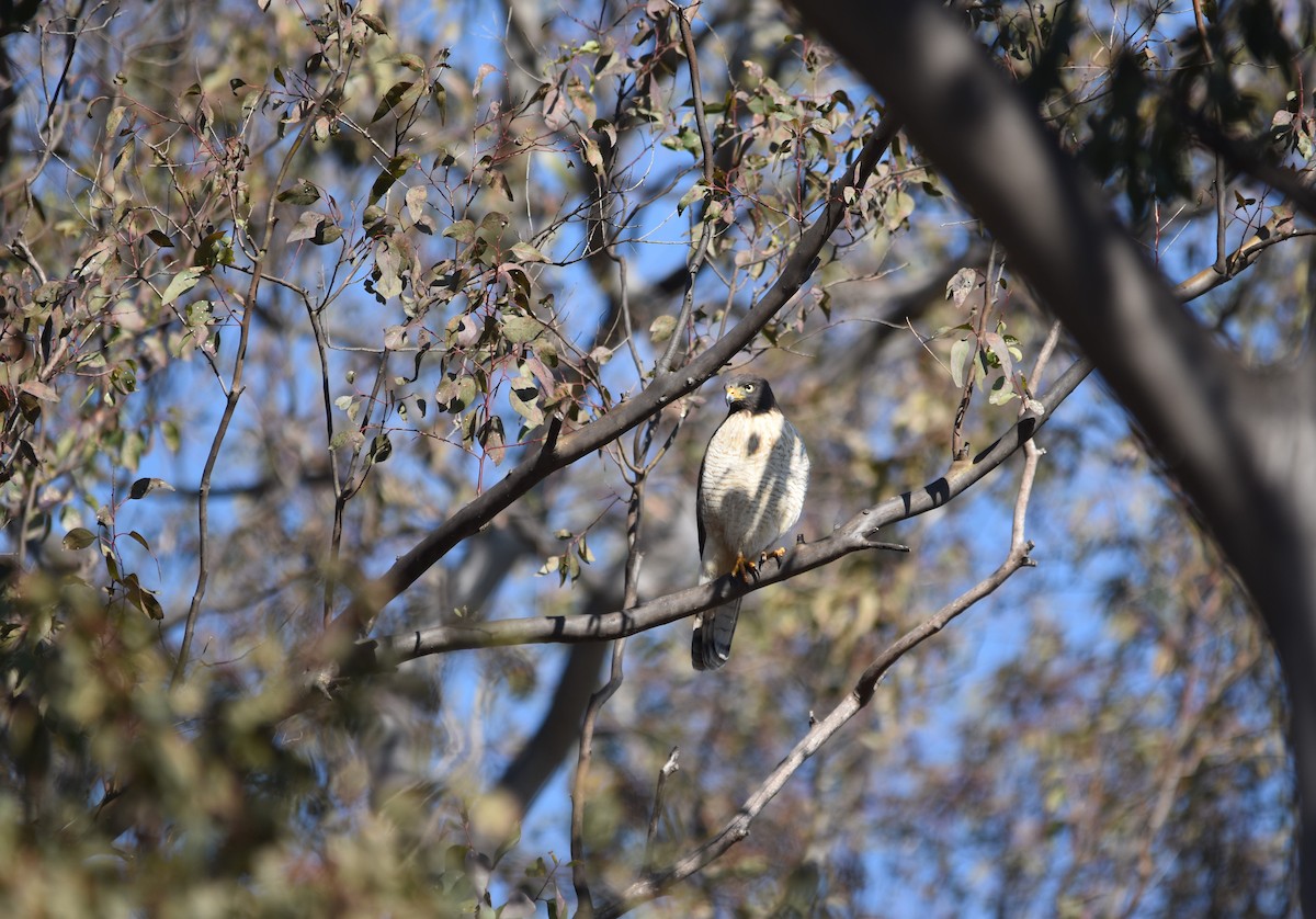 Roadside Hawk - Jorge Ellis