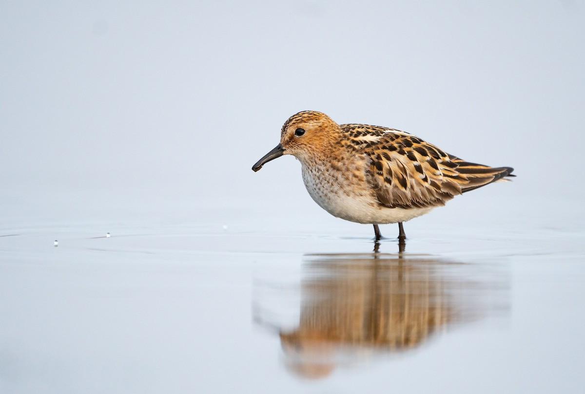 Little Stint - ML355946501