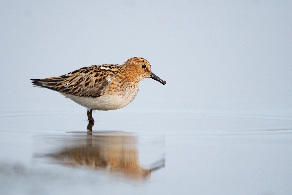 Little Stint - ML355946511