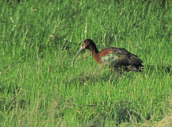 White-faced Ibis - ML355947671