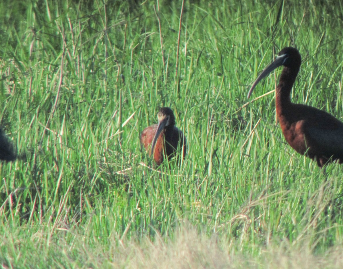 White-faced Ibis - ML355947691