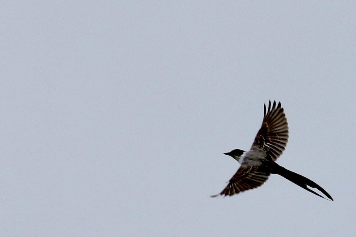 Fork-tailed Flycatcher - ML355948661