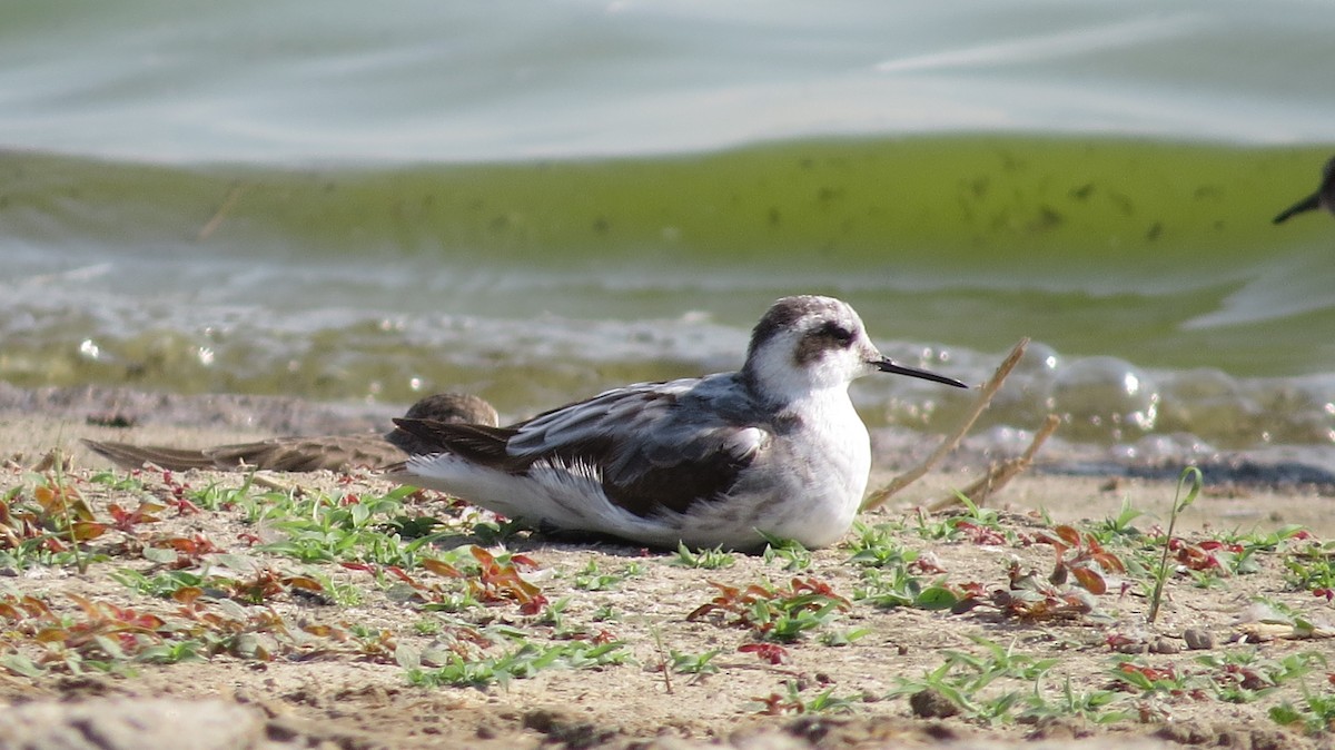 Круглоносый плавунчик - ML35594911