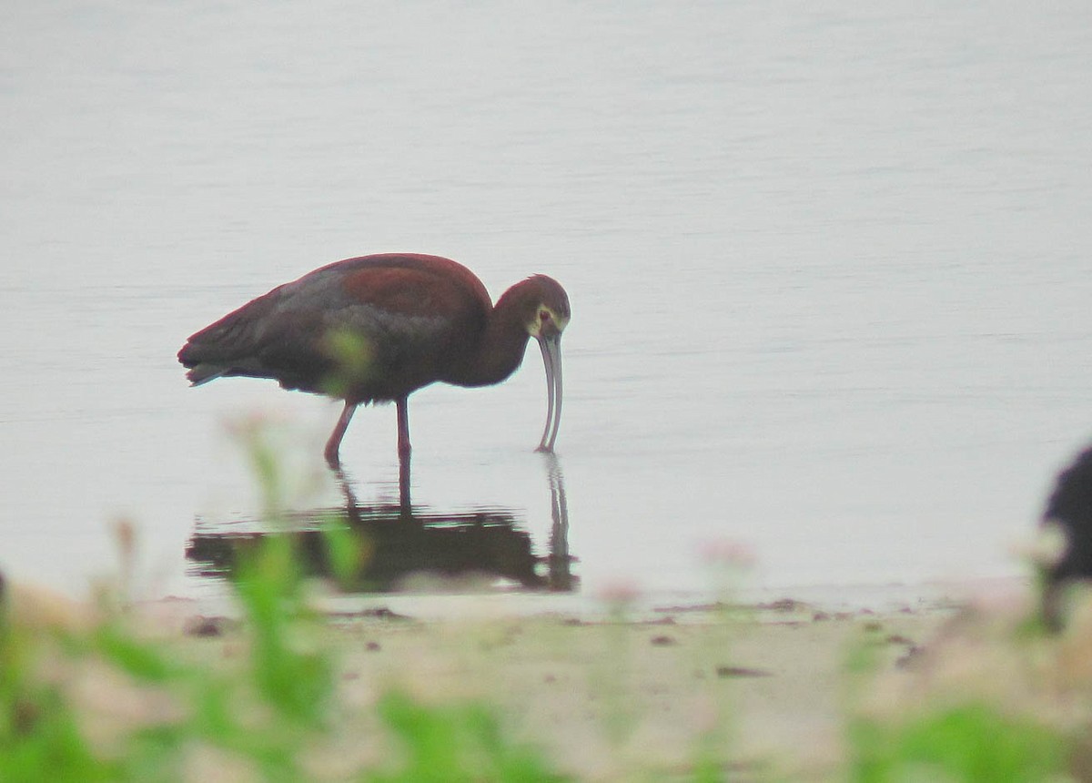 White-faced Ibis - ML355949211