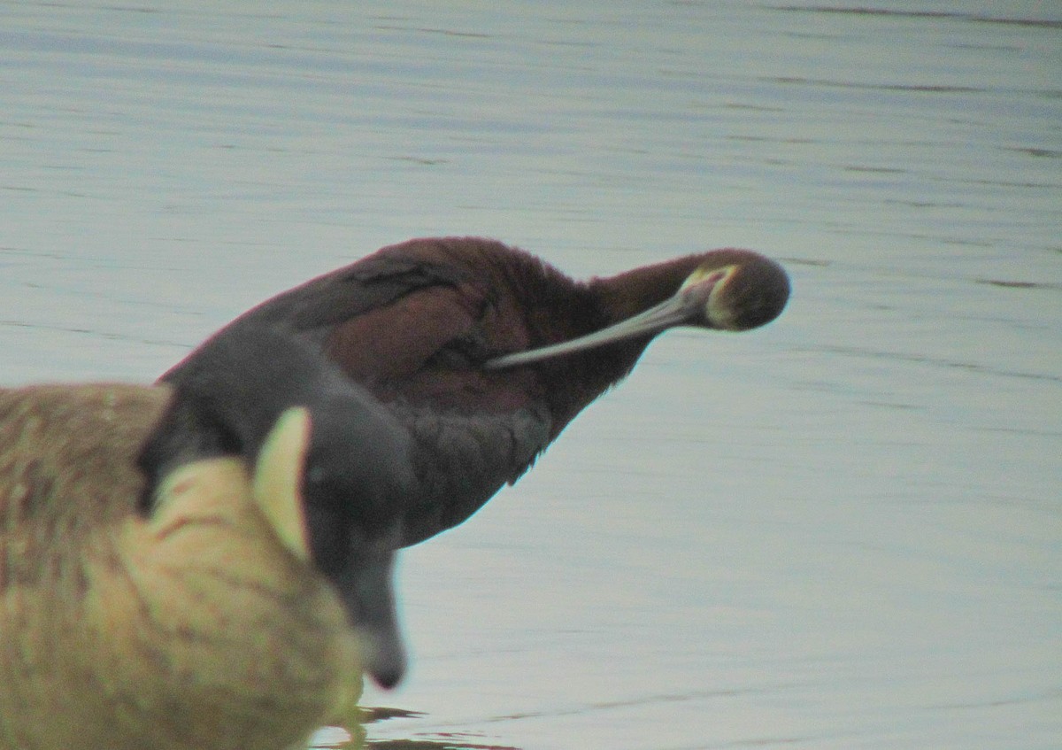 White-faced Ibis - ML355949221