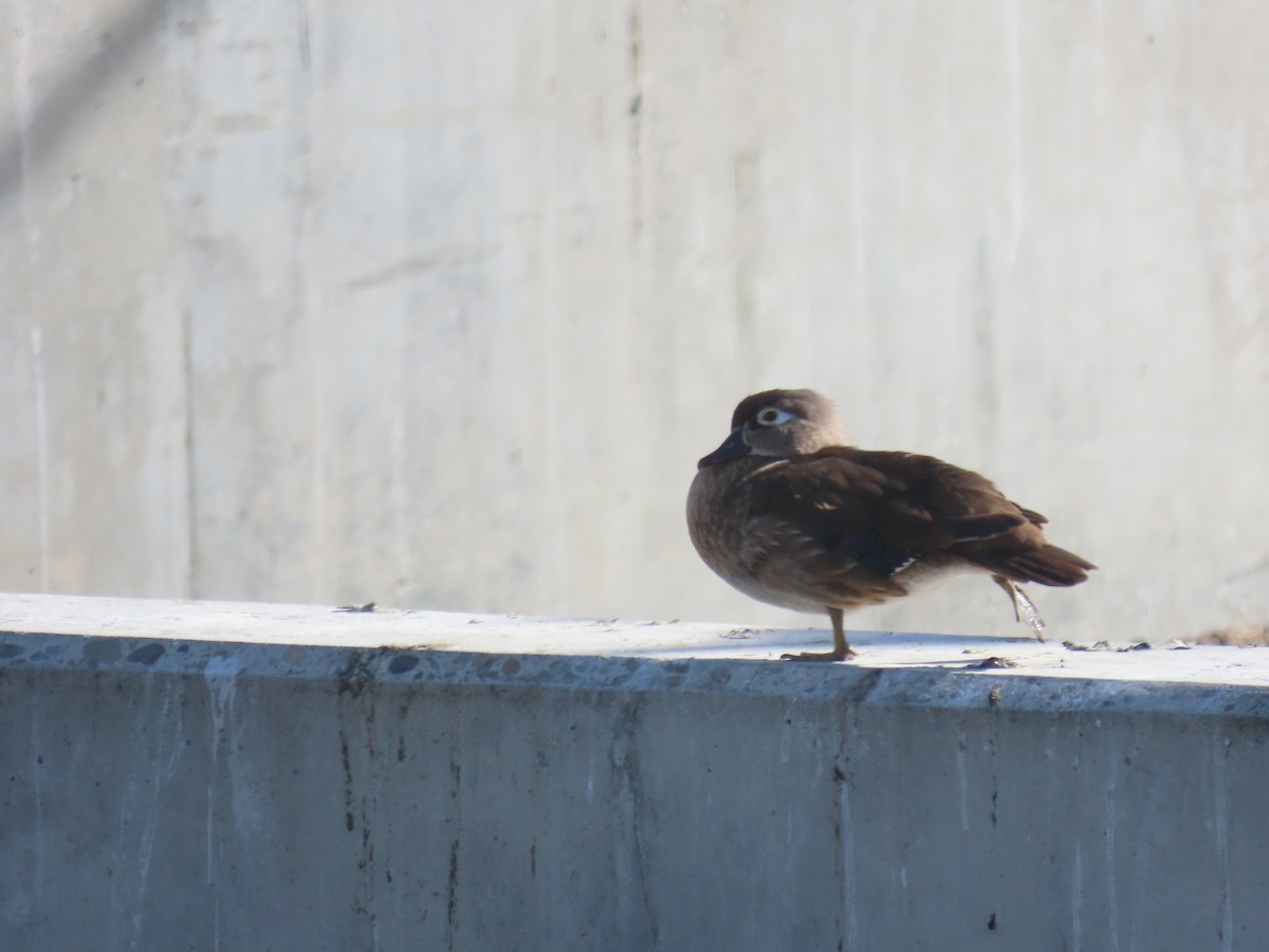Wood Duck - ML355950101