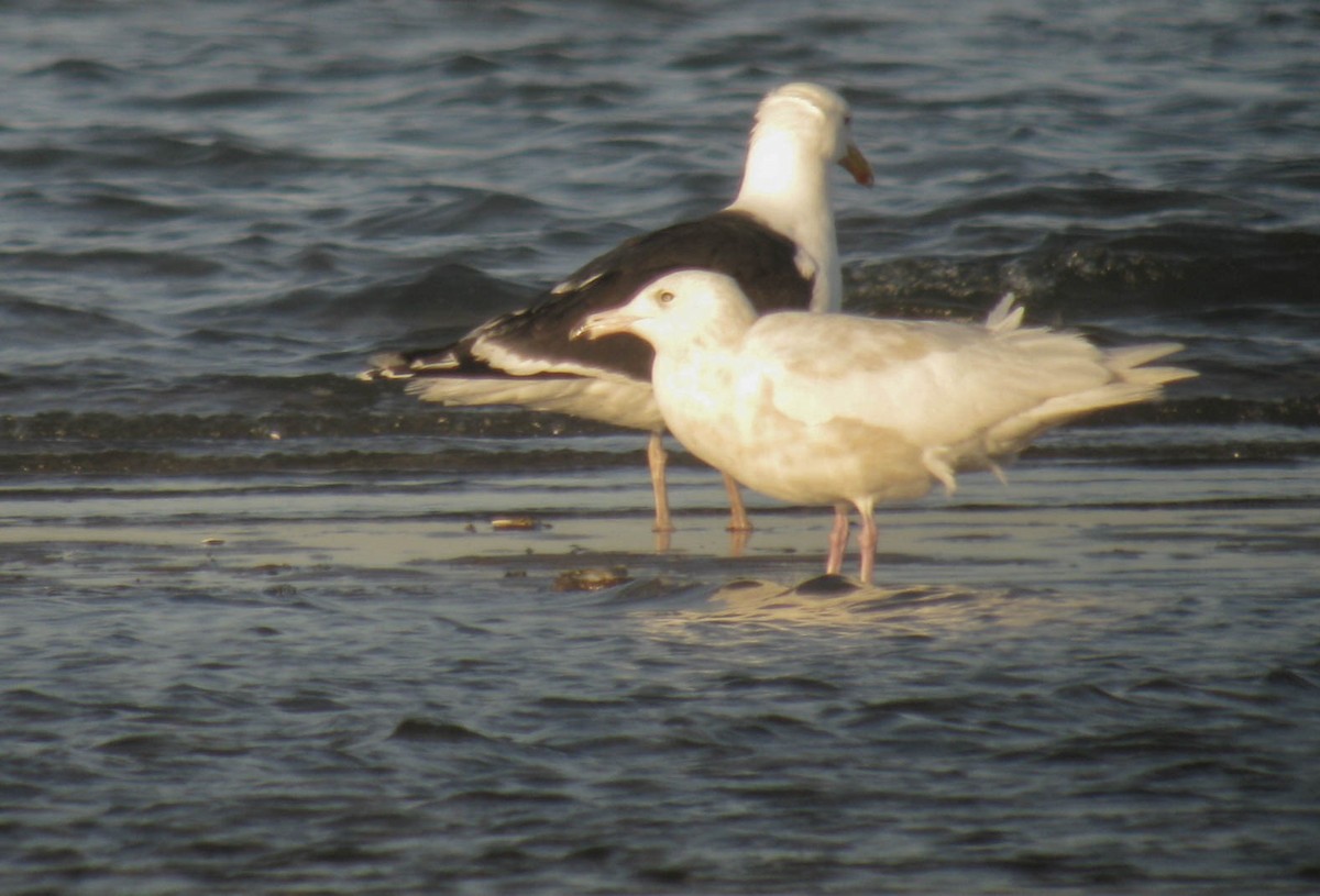 Glaucous Gull - ML355951211