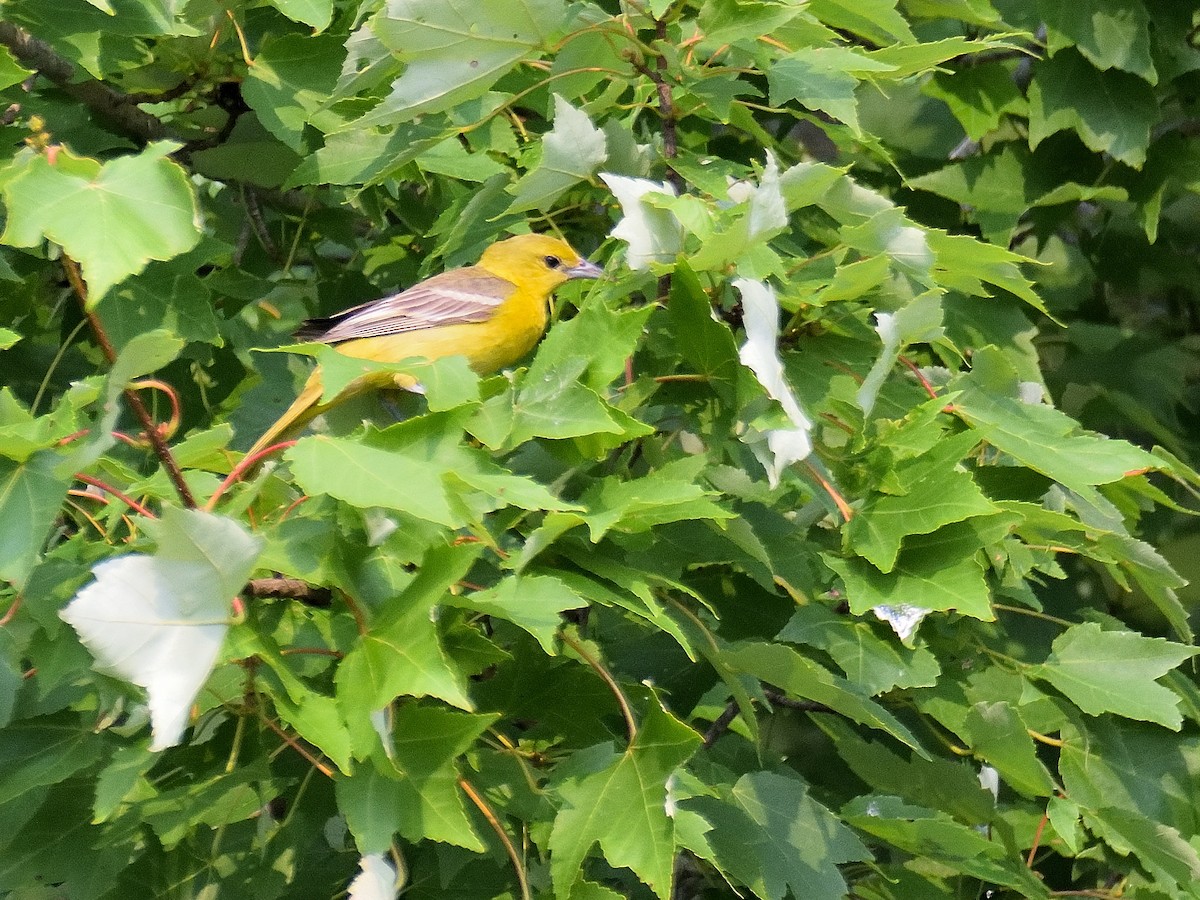 Orchard Oriole - ML355951231