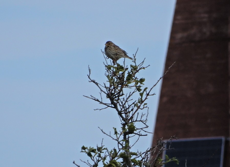 Corn Bunting - ML355951461