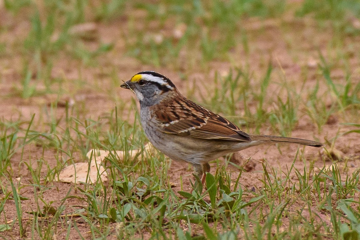 White-throated Sparrow - ML355952231