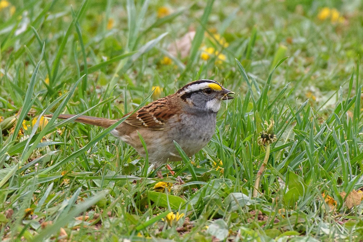 White-throated Sparrow - ML355952241