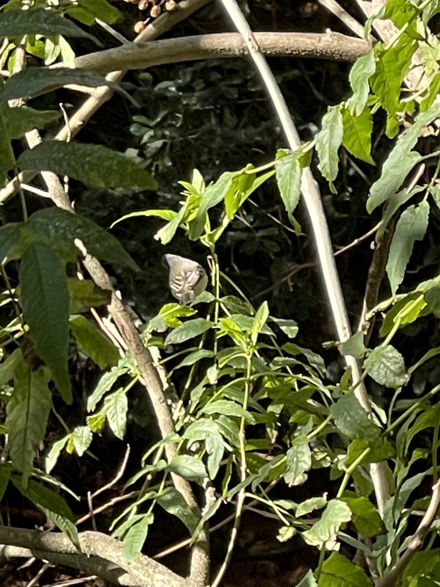 Southern Beardless-Tyrannulet - ML355953131