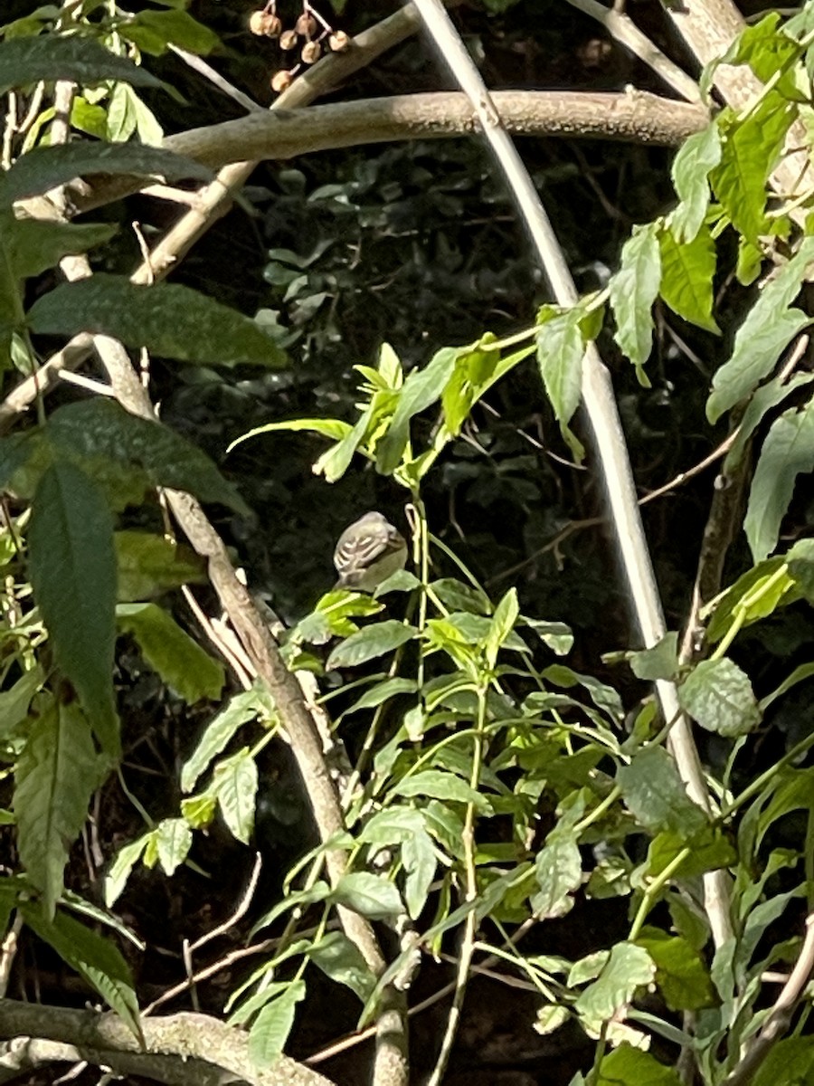 Southern Beardless-Tyrannulet - ML355953161