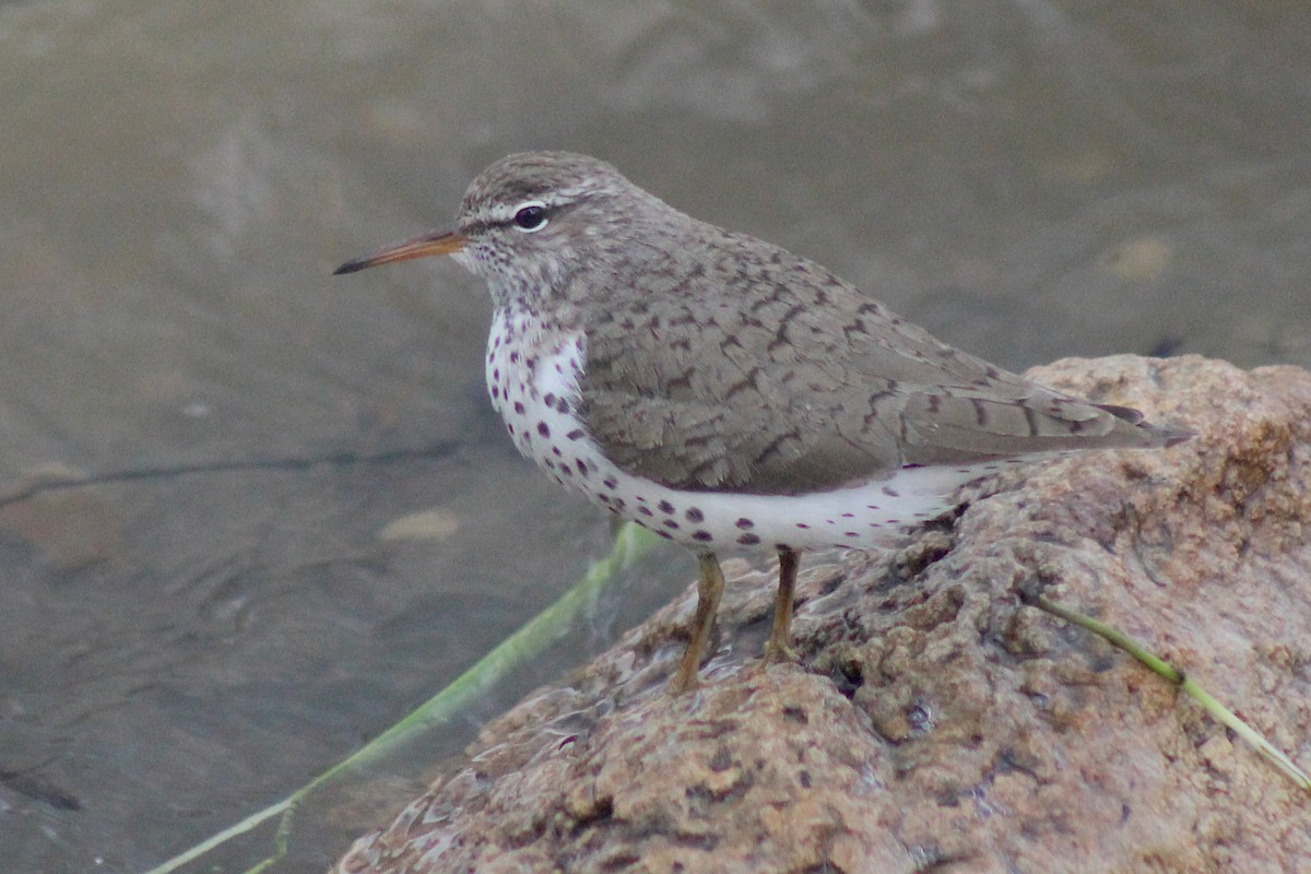 Spotted Sandpiper - ML355953311