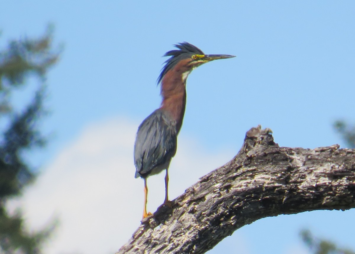 Green Heron - Jeff Harding