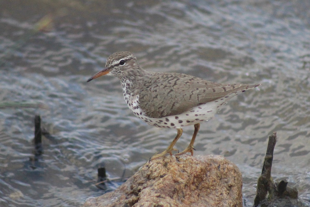 Spotted Sandpiper - ML355954111