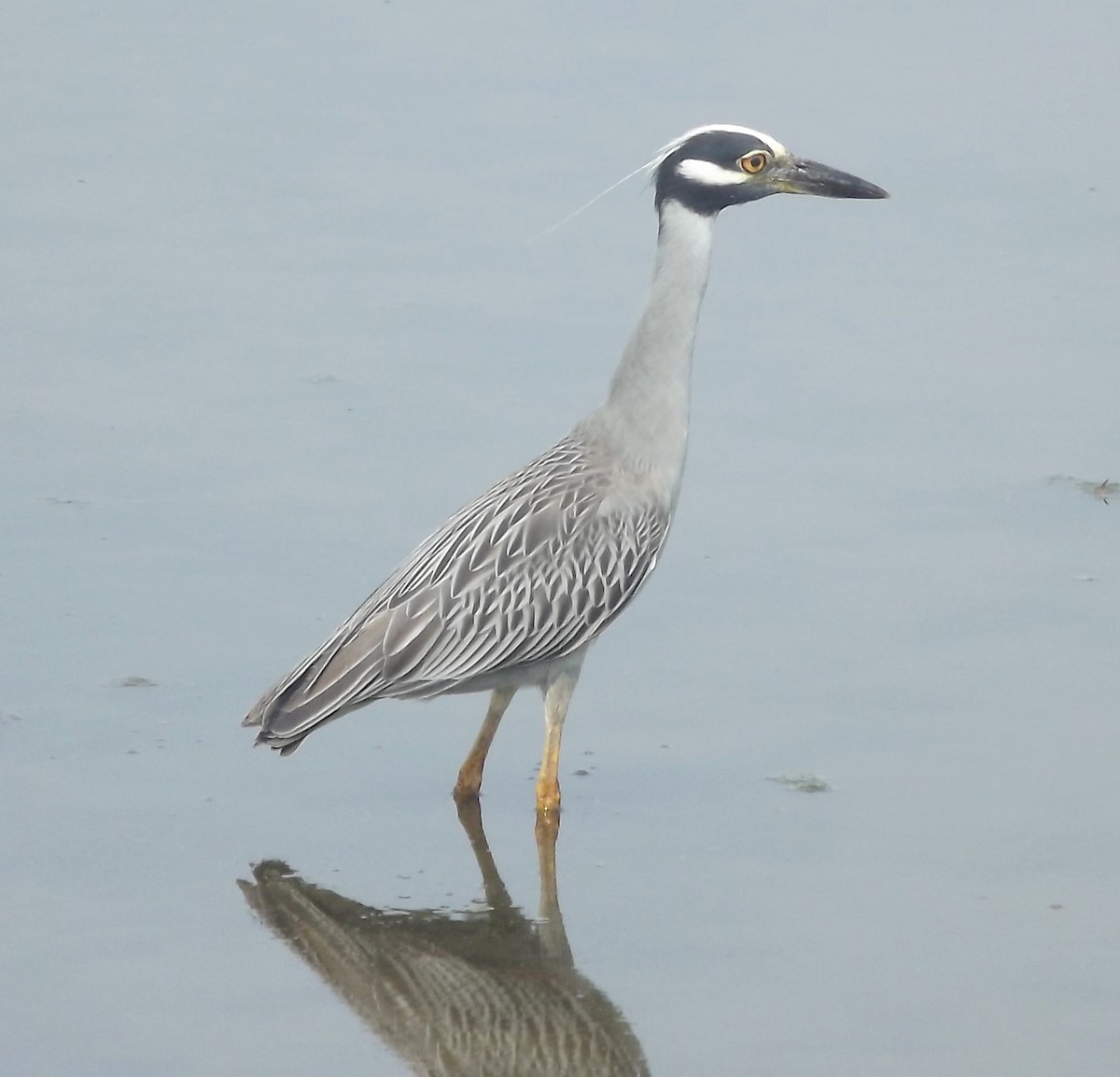 Yellow-crowned Night Heron - ML355956301