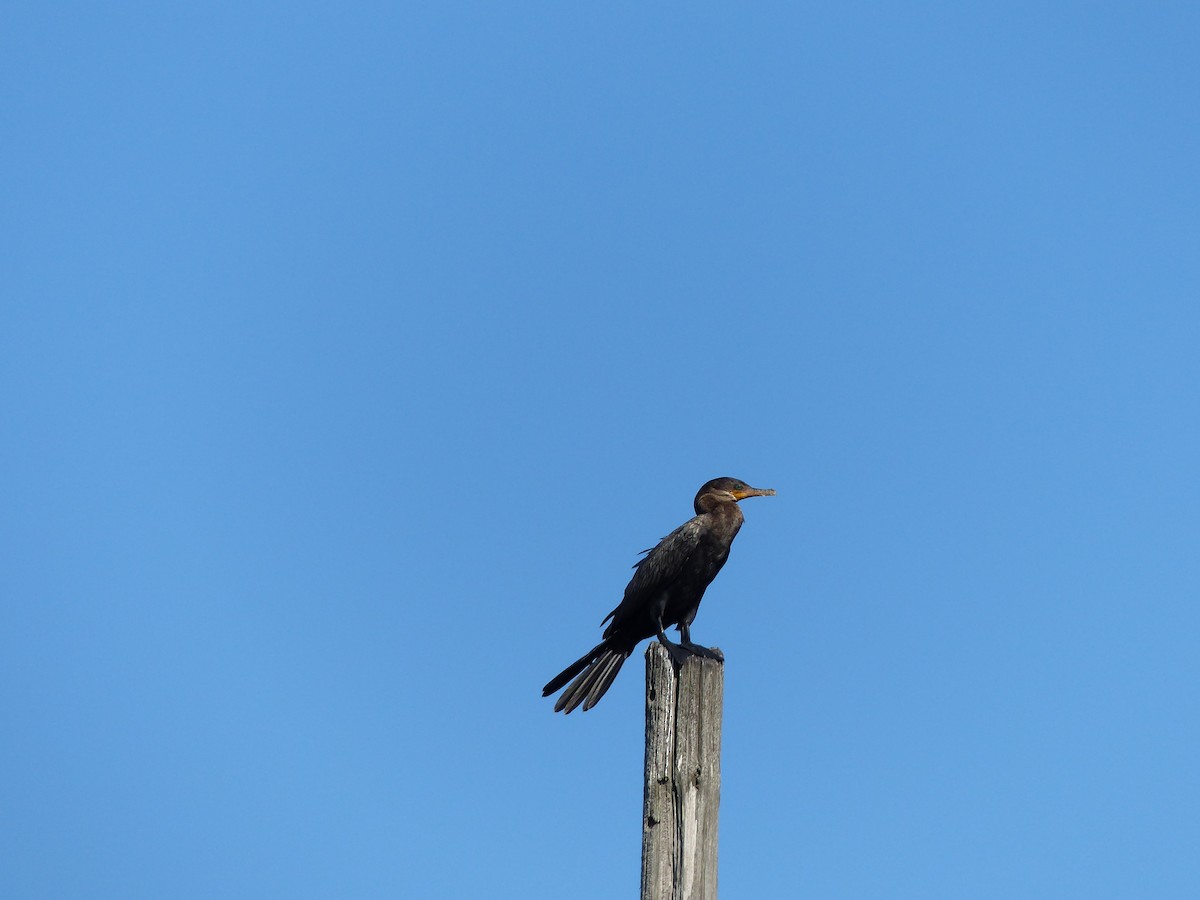 Neotropic Cormorant - ML35595701