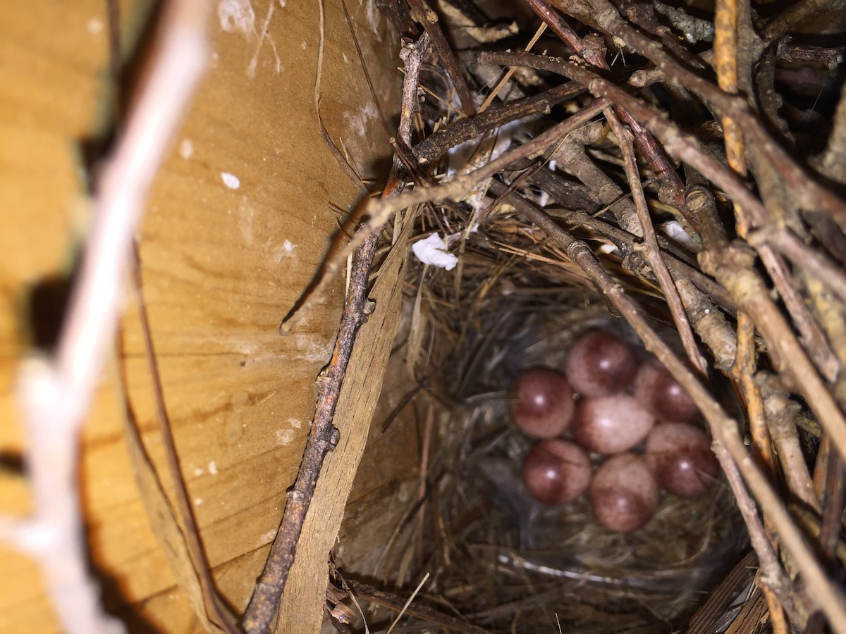 House Wren - ML355957511