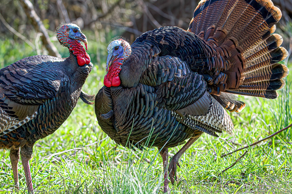 Wild Turkey - Matt Mason