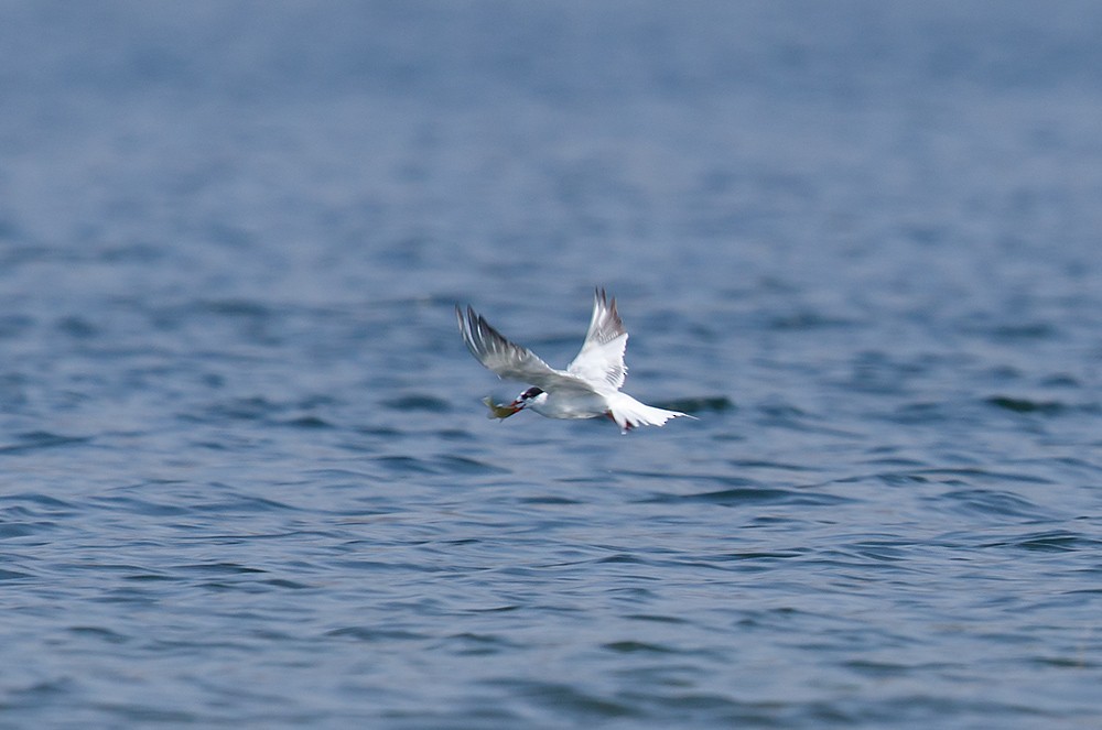 Common Tern - ML35595881