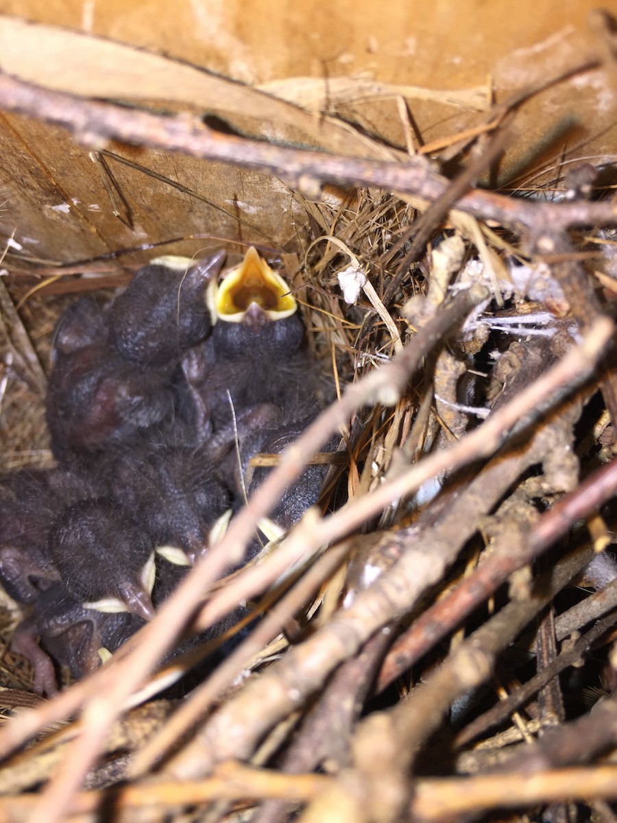 House Wren - ML355958941