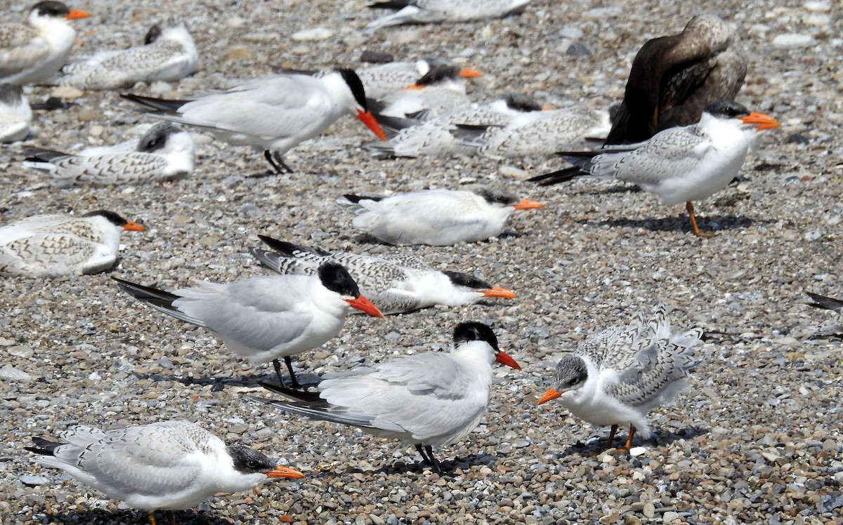 Caspian Tern - shelley seidman