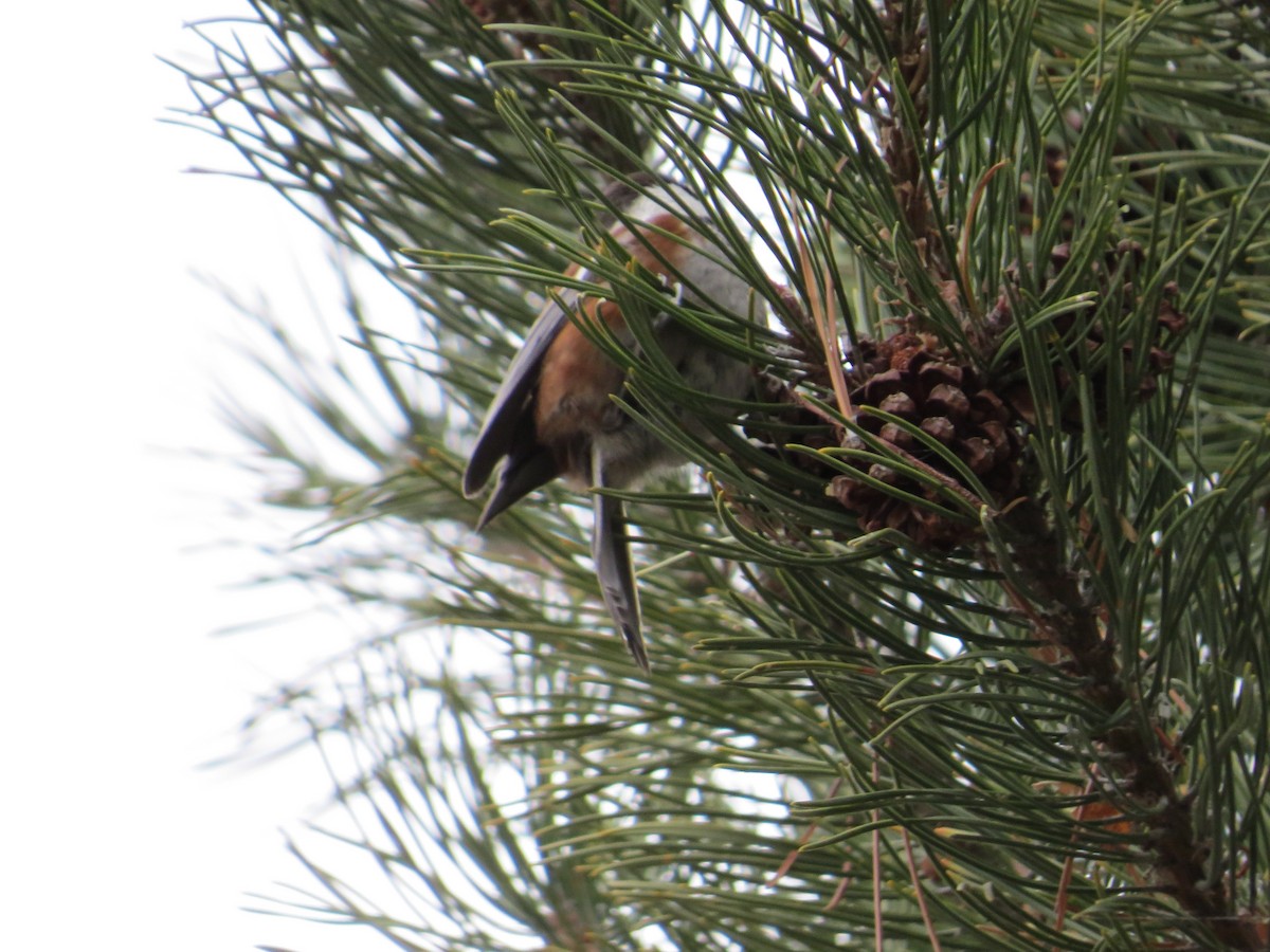 Chestnut-backed Chickadee - John Hanna