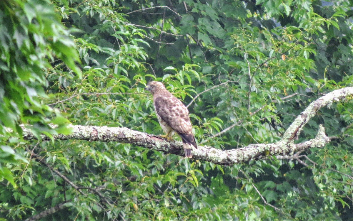 Broad-winged Hawk - ML355964991