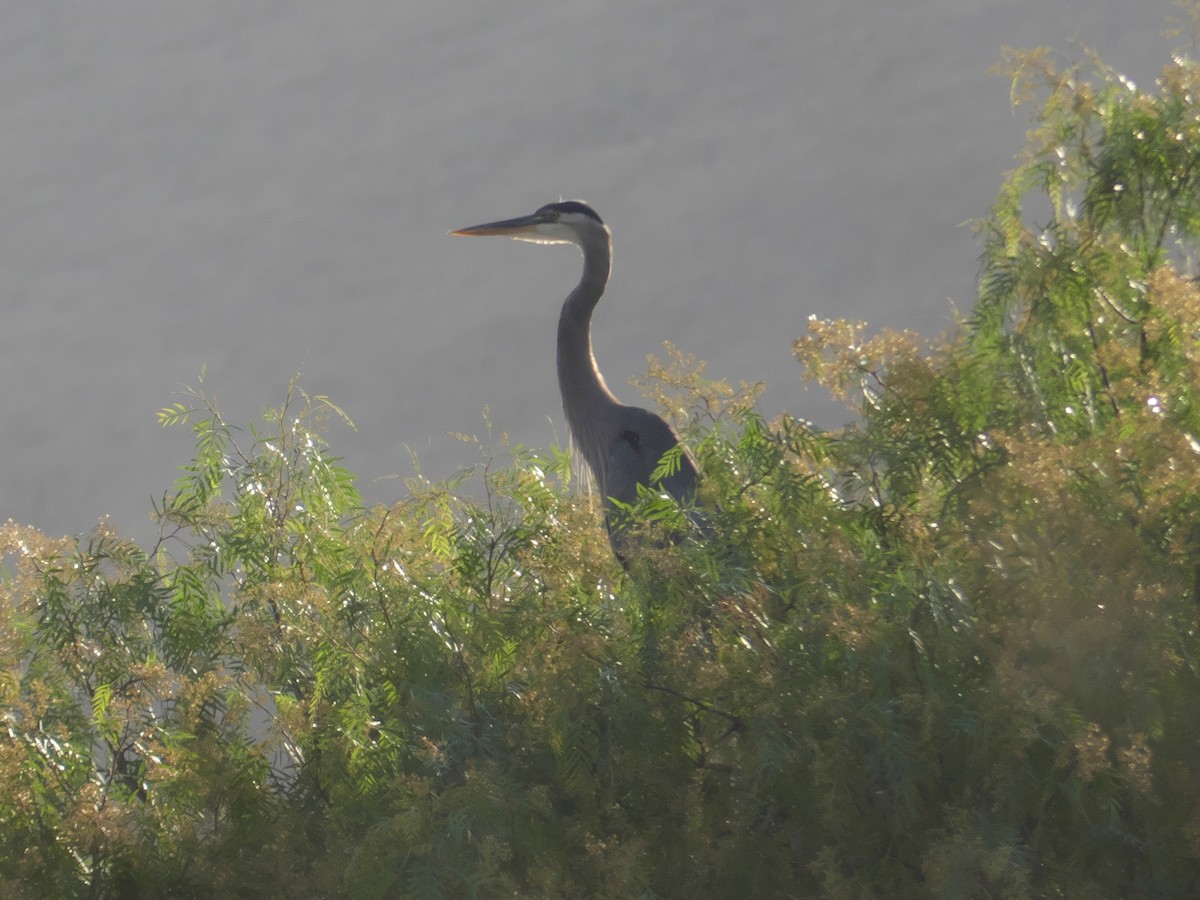Great Blue Heron - ML355965611