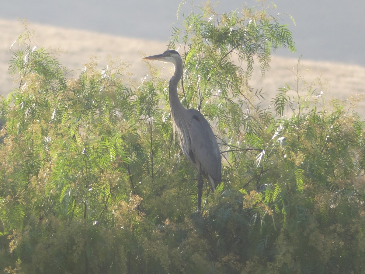 Great Blue Heron - ML355965991