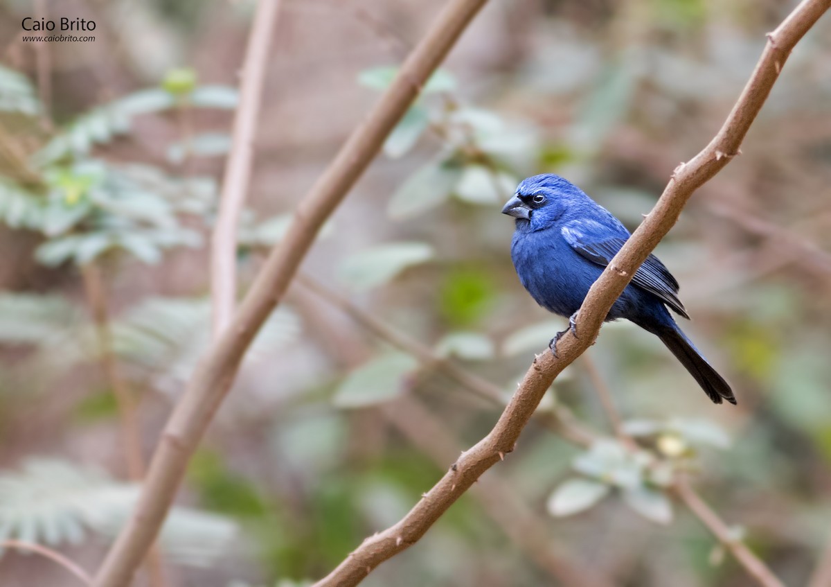 Ultramarine Grosbeak - Caio Brito | Brazil Birding Experts