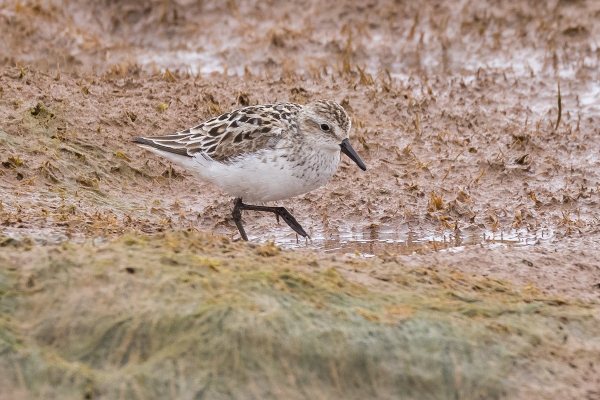 Semipalmated Sandpiper - Lyall Bouchard