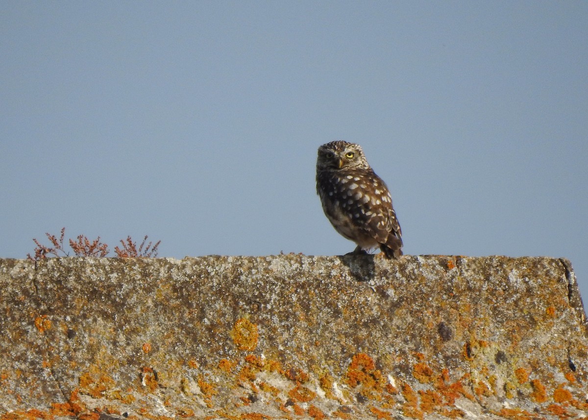 Little Owl - ML355966871