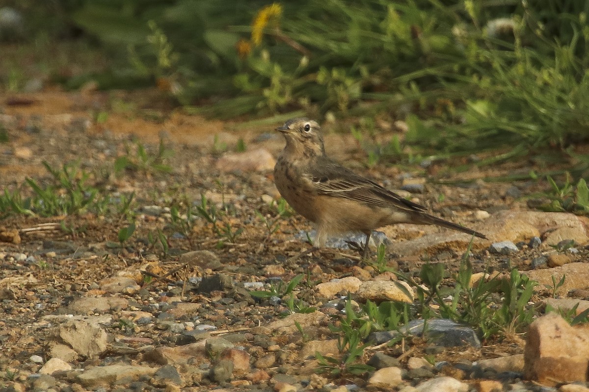 黃腹鷚 - ML355967861