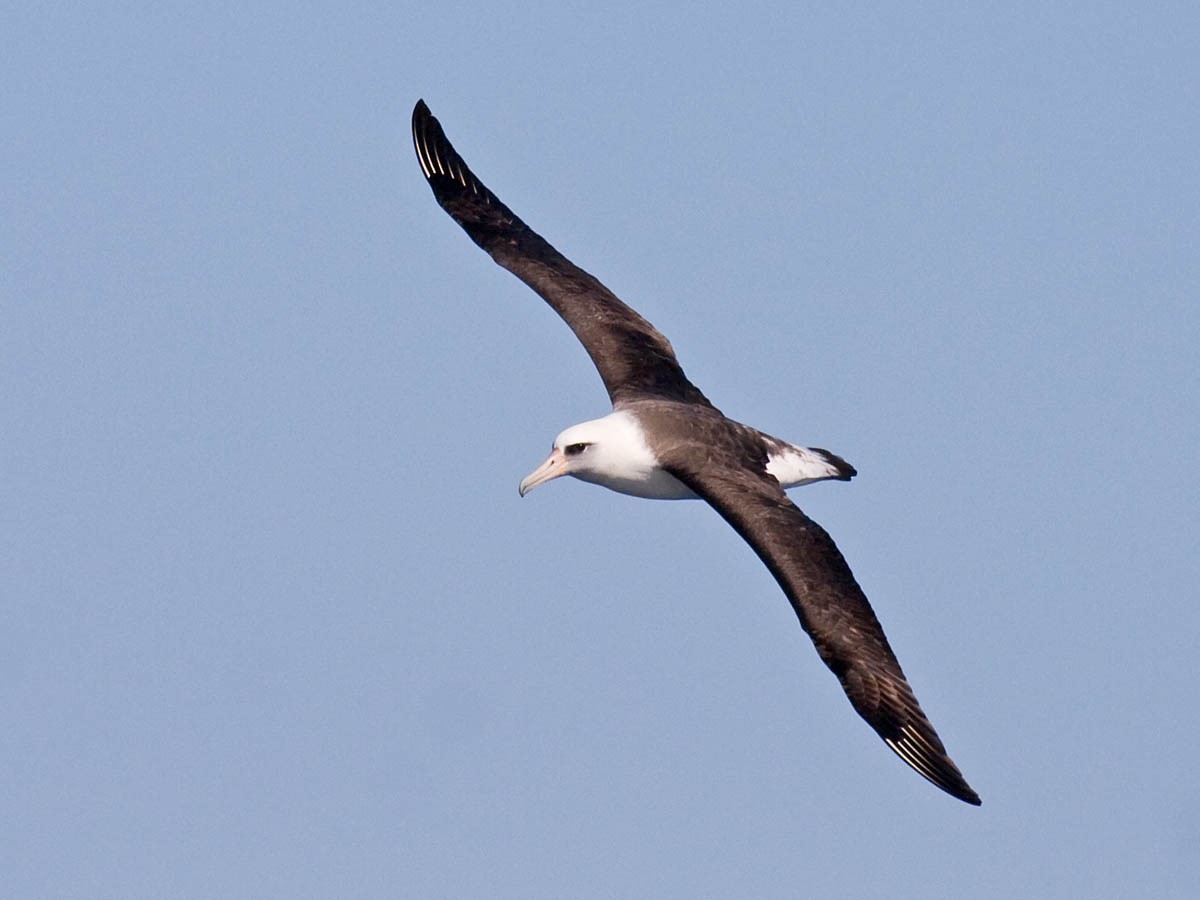 Laysan Albatross - ML35596881