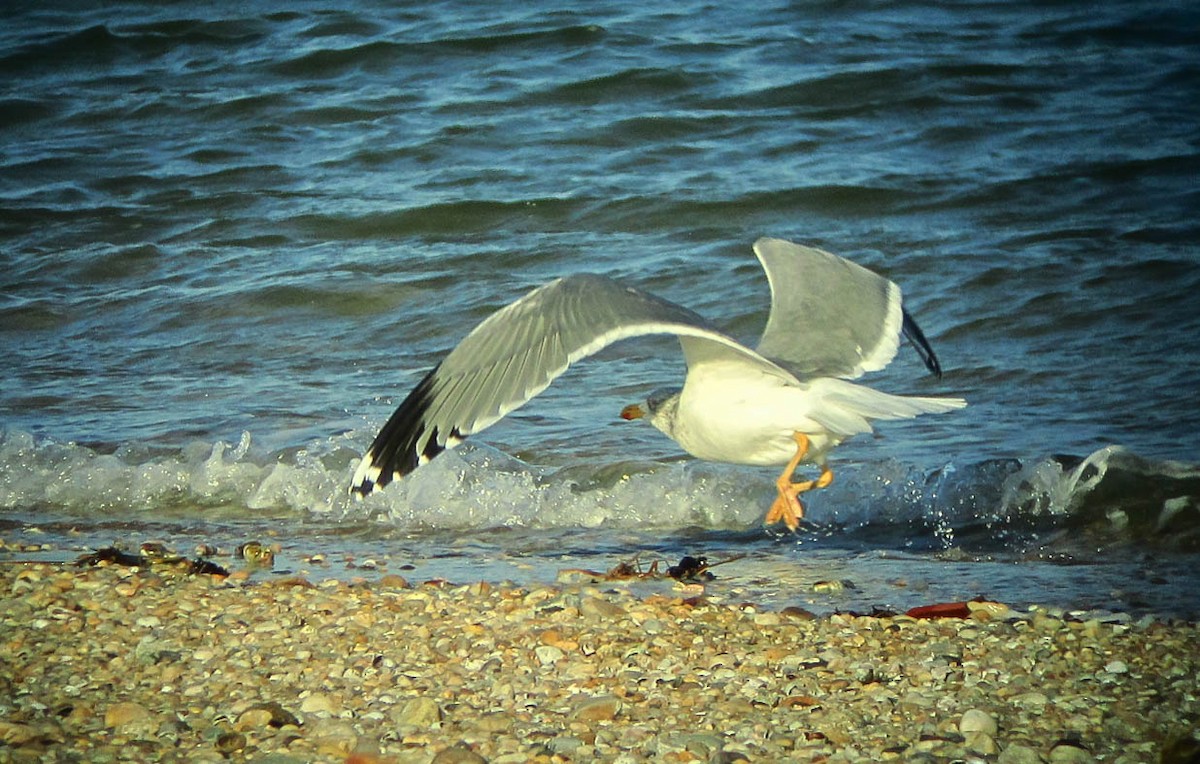 Herring x Lesser Black-backed Gull (hybrid) - ML355968861