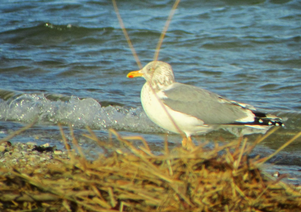 Herring x Lesser Black-backed Gull (hybrid) - ML355968891