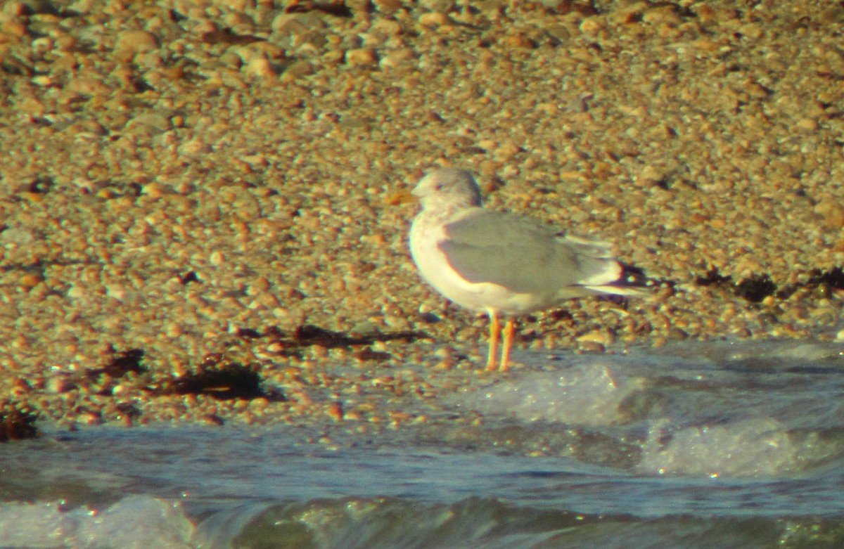 Herring x Lesser Black-backed Gull (hybrid) - ML355968901