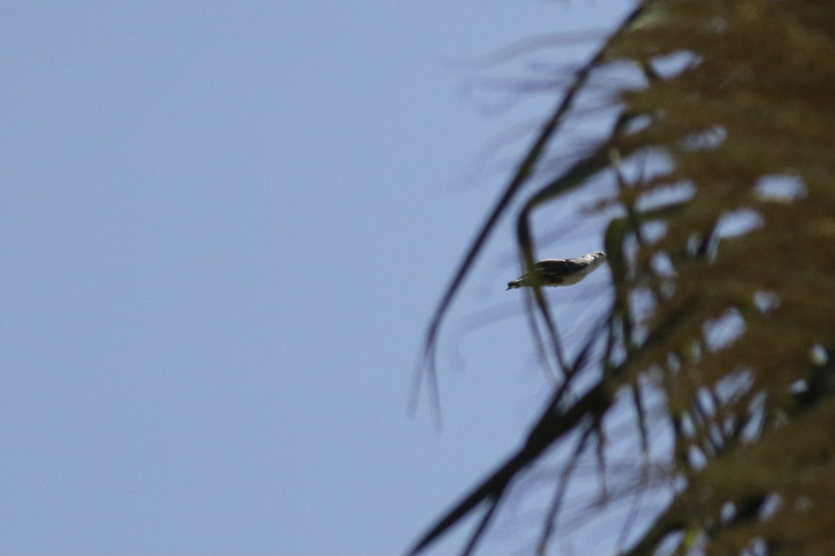 White-breasted Nuthatch - ML355971631