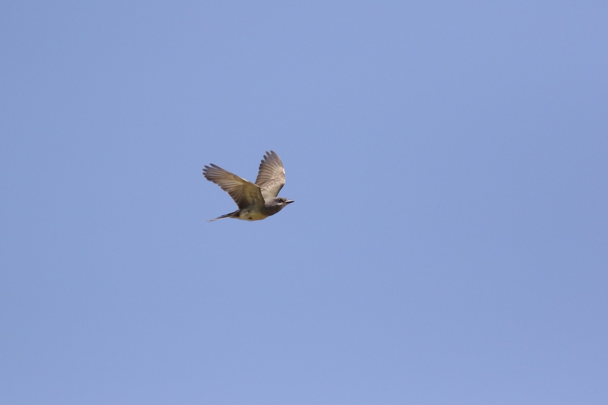 Cassin's Kingbird - ML355971681