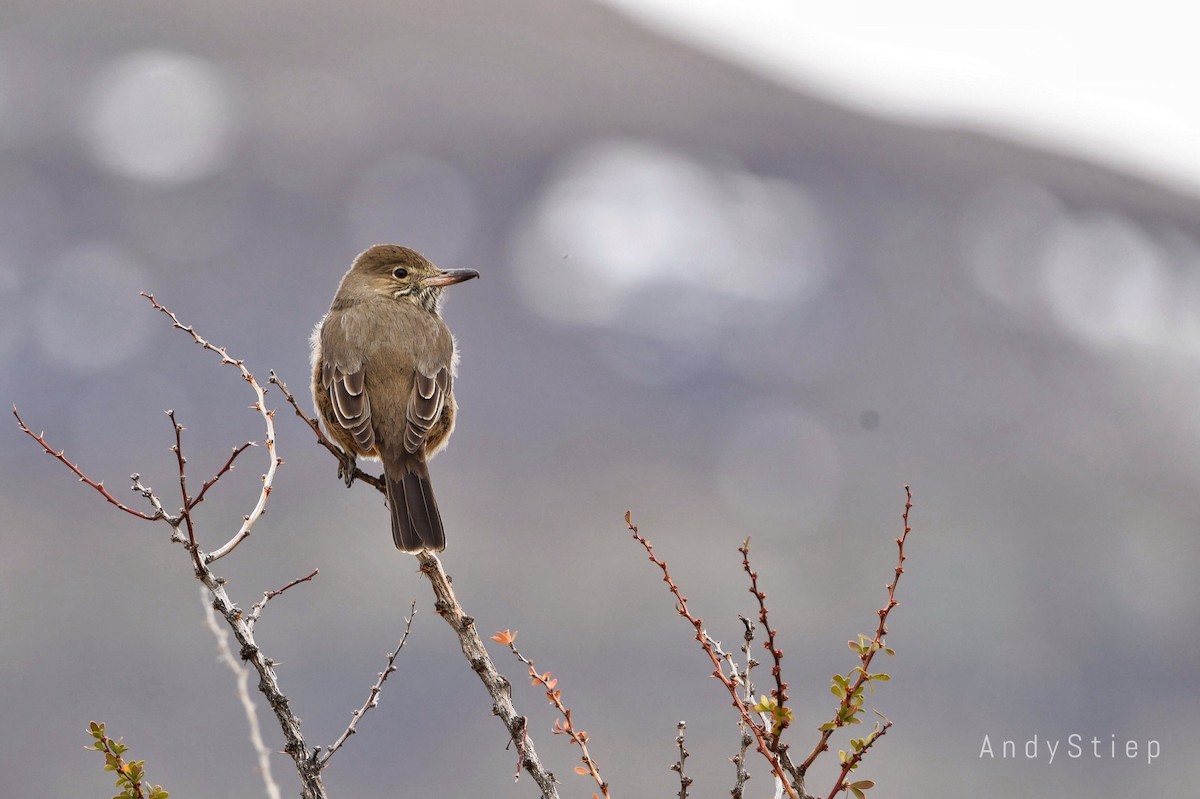 Great Shrike-Tyrant - ML355973021